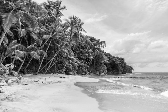 black and white film LUT preview